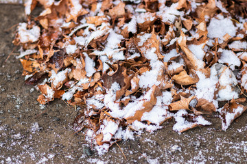 Snow fall and cover the dried leaves on the floor.
