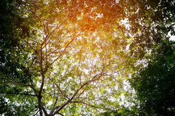 Fertile green leaves and trees There is a light shining into the beautiful natural concept.