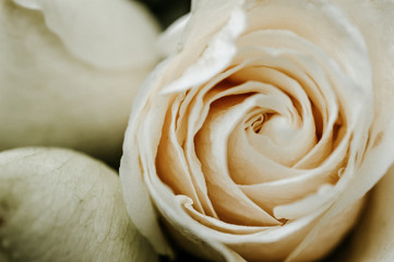 Obraz premium Close-up shot of rose in full bloom.