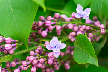 Fresh lilac flowers. Spring colorful background.