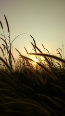 Fototapeta premium Grass And Sunset