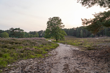 The blooming heather near Gifhorn / Germany in summer