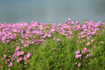 Obraz premium Selective focus beautiful pink cosmos flower blooming in a garden.