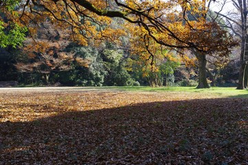 明治神宮宝物館前広場の風景