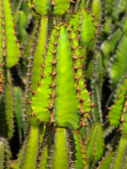 Cactus growing on the island of Fuerteventura