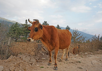 Portrait of a ginger cow, Bumthang, Bhutan 