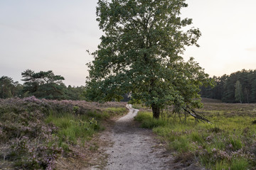 The blooming heather near Gifhorn / Germany in summer