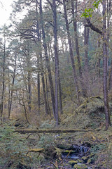 Fototapeta premium Forest in Bhutan, Bumthang Valley 