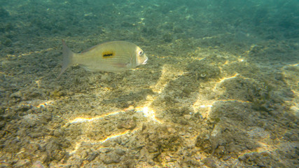 side view of a streamlined rabbitfish under the water, mauritius