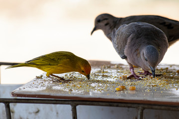 pássaros comendo