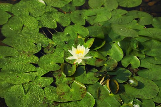 Beautiful white water lily flower surrounded by green leaves in the pond.