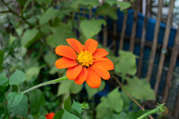 Orange flowers that wake the house