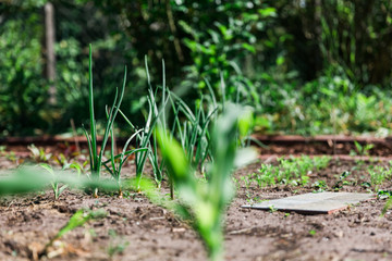 Beet mit wachsenden Zwiebeln im Frühjahr