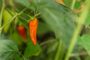 Ripe Red Chilli on the Plant
