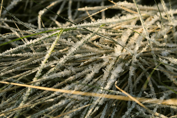 frozen texture of dry grass on the ground in early winter