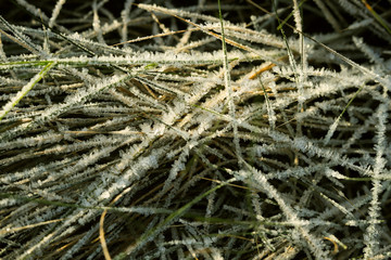 frozen texture of dry grass on the ground in early winter