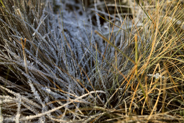 frozen texture of dry grass on the ground in early winter
