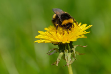 Dunkle Erdhummel (Bobus terrestris) i