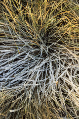 frozen texture of dry grass on the ground in early winter