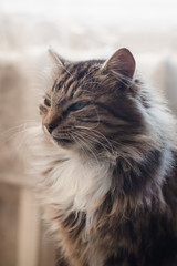 A fluffy tabby cat with white hair on his chest sits on a sofa in backlight