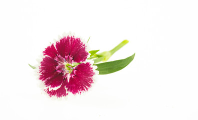 Dianthus chinensis