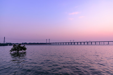 a small tree in the water on a winter sunset moment, shot in a coastal avenue of shenzhen, china