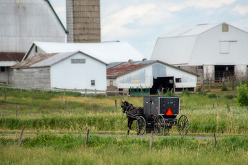 Amish Buggy on Rural Road