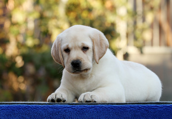 a sweet nice labrador puppy on a blue background