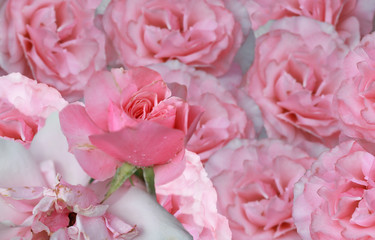 Art photo rose petals isolated on the rose blurred background. Closeup. For design, texture, background. Nature.