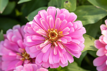 Beautiful pink Common Zinnia flower (Zinnia elegans) in the garden.Selective focus Youth-and-age flower close-up on blurred background.