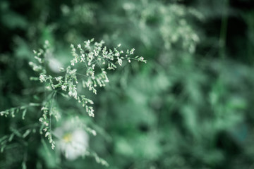 Gräser in Makro mit Samen