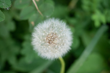 Pusteblume Löwenzahn im Beet