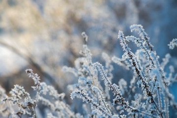 Ukrainian winter weather tales frosted branch ice rime macro photography