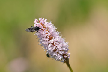 Wiesen-Knöterich oder Schlangen-Knöterich	