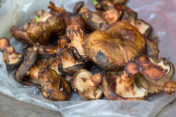 Freshly picked forest mushrooms Paxillus