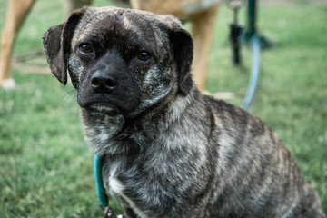 Obraz premium Mischlingshund sitzt auf Wiese