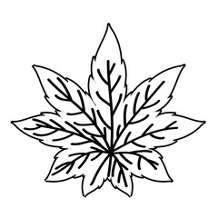 Isolated maple autumn leaf vector design