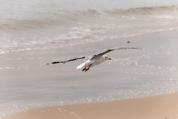 Sea Gull