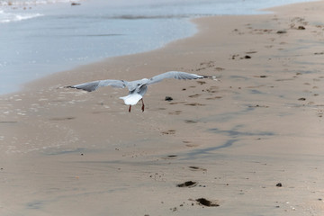 Sea Gull