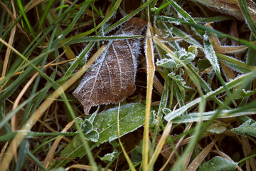 frozen texture of dry grass and leaves on the ground in early winter