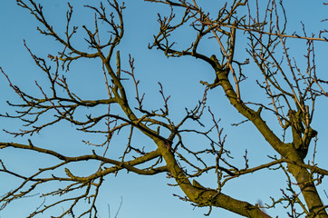 plum tree during the winter without leaves bare branches against the sky in the dim December sun Full frame zoom