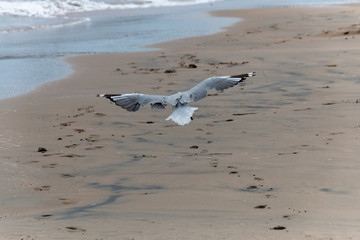 Fototapeta na wymiar sea Gull