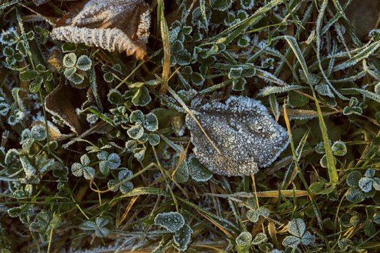 frozen texture of dry grass and leaves on the ground in early winter