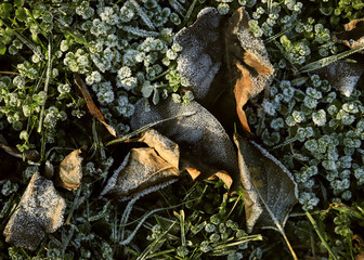 frozen texture of dry grass and leaves on the ground in early winter