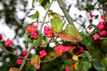 Flowers of a spindle bush