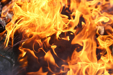 Close Up Bright Orange Fire Flames Burning Wood in Campfire