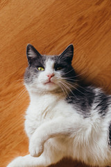 Beautiful white-gray fur cat lying on wooden floor, eyes open, gaze, top down shot