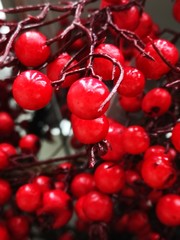 berries of red currant