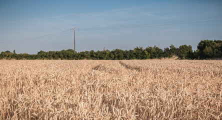 wheat field matured just before the harvest