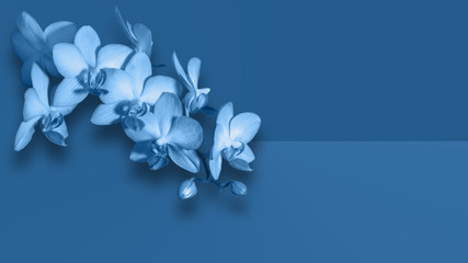 Elegant orchid flowers on blue background